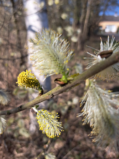 Weidenkätzchen